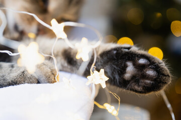 Black pads of soft cat's paw close-up in fairy lights garland. Christmas, New Year, festive mood and homey cozy atmosphere and comfort. Year of cat and rabbit according to Eastern calendar