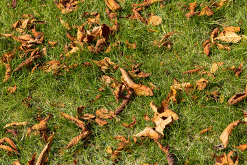 Chestnut foliage in the autumn season