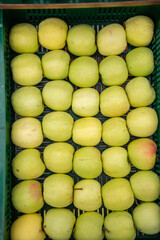 Golden Delicious apples are great for eating ,in Bistrita, Romania