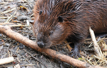 Beaver eating on wood, isolated and selective focus