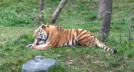 Amour tiger in the grass, eating