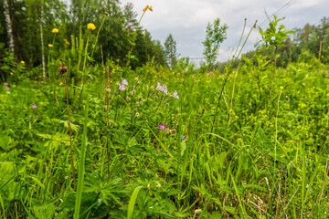 grass and flowers