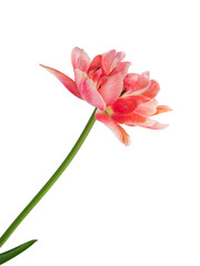 pink flowering tulips with leaves isolated on a white background