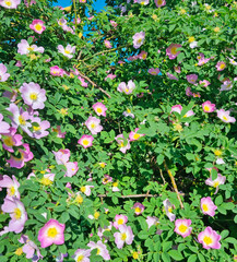 Close-up - wild rose bush blooms against the blue sky