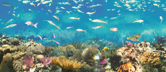 Colorful coral reef with many fishes at the Caribbean Sea at Honeymoon Beach on St. Thomas, USVI