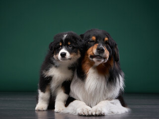 family of dogs together. Puppy and adult pet. Australian Shepherds, Aussies in the studio on a green background