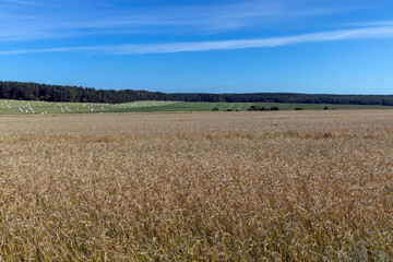 Fields with ripening unripe wheat