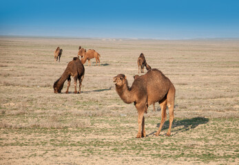 Camels on the way are looking for fresh grass to eat, graze in the steppes, heat, drought,...