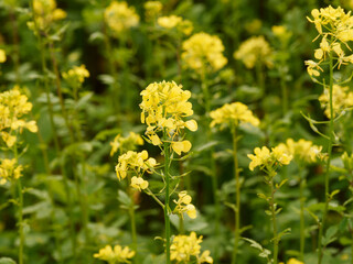 Close up on white mustard (Sinapis alba) with yellowish inflorescence, oblong sepals and obovate petals on erect stems with palmate-lobed leaves with bristly surface