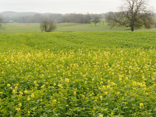 Hills and meadows of yellow flowers of mustard (Sinapis alba) as cover crop