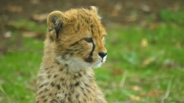 A cheetah baby sitting down and looking around