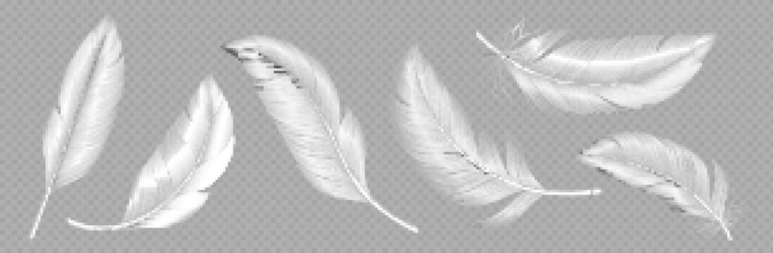Soft feather. Soft feather