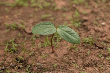 Plants begin to grow in the garden.