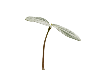 Plants begin to grow in the garden.