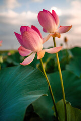 Fototapeta premium Sunrise in the field of lotuses, Pink lotus Nelumbo nucifera sways in the wind. Against the background of their green leaves. Lotus field on the lake in natural environment.