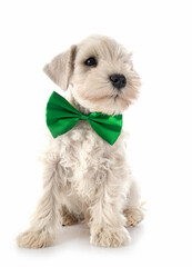 puppy miniature schnauzer in studio