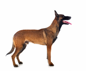 malinois in studio