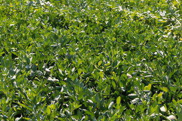 Green beans in sunny windy weather