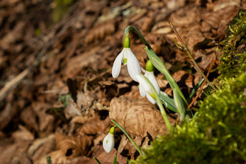 Snowdrop flowers close-up. Beautiful first flowers bloomed in spring. White Galanthus nivalis in a clearing in bright sunlight. The concept of spring, beauty and awakening. Natural background postcard