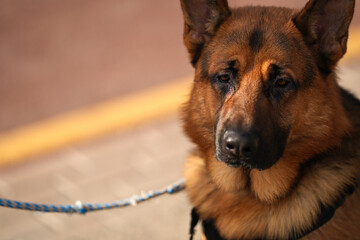 German Shepard dog breed used by law enforcements on the streets of the city.