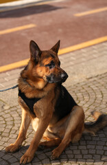 German Shepard dog breed used by law enforcements on the streets of the city.