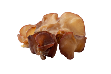 Jelly mushroom, black jelly fungus, wood ear mushroom or Auricularia auricula-judae isolated on white background included clipping path.