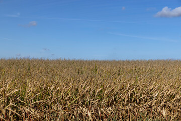 Ripe corn in the field in the summer