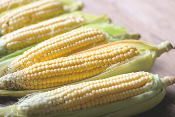 Corn on the cob, Sweet corn for cooking food, Fresh corn on wooden background, Harvest ripe corn organic