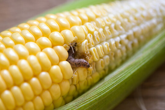 Corn worm - Caterpillar corn borer important pest of corn crop, agricultural problems pest and plant disease