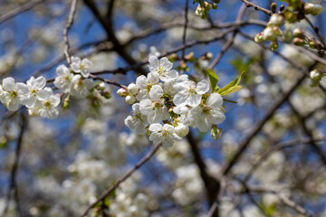 apple fruit trees blooming in the spring season