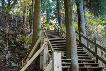 高取城跡の木を避けた階段【日本三大山城・日本百名城・国指定史跡】奈良県高取町