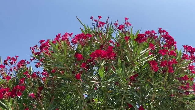 Azalea oleander flowers in the summer garden against bule sky.