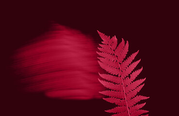 Fresh fern leaf on dark background. Blurred traces of leaf movement. Idea for background or poster....