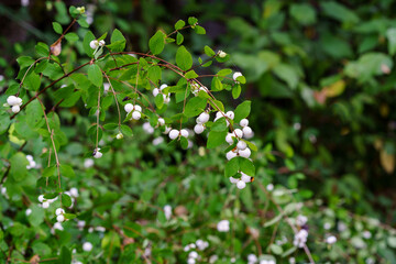 Fototapeta premium Snowberry plants are native to the forests of the Pacific Northwest and also used in landscaping elsewhere 