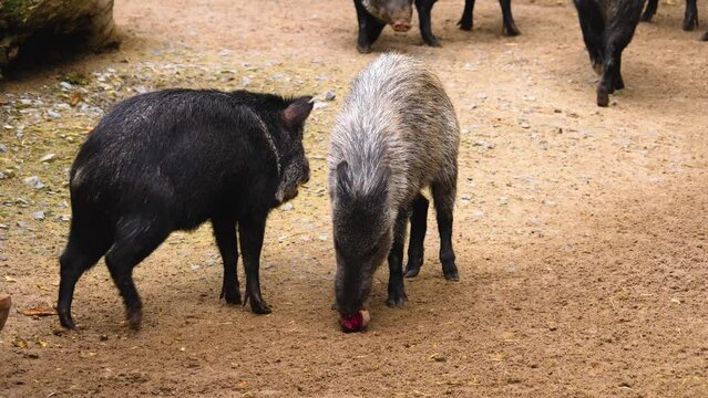 A peccary pig eating red beets in the sand