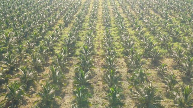 Drone fly over coconut plantations.Aerial view