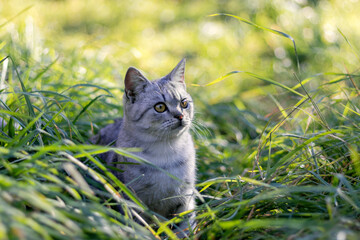 A young gray cat is sitting in the thick grass.