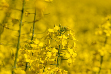 Obraz premium Yellow-flowering rapeseed in the summer