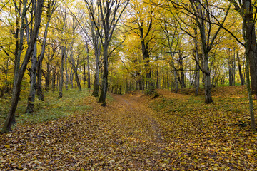 Autumn season in the park, the foliage
