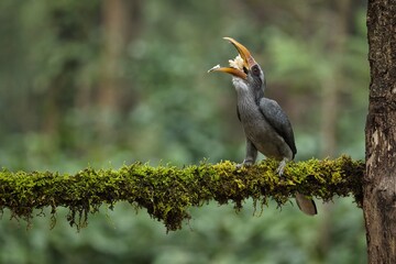 Malabar grey hornbill having fruits with beautiful background at Coorg,Karnataka,India

