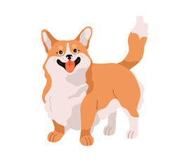 Cute happy dog of Welsh Corgi breed. Funny bicolor doggy. Adorable puppy, standing, looking up. Obedient joyful canine animal, pup wagging tail. Flat vector illustration isolated on white background
