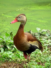 Canard