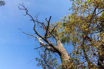Yellowing and falling foliage of deciduous trees in autumn