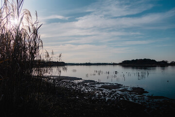 葦が生える冬の沼地の午後の風景