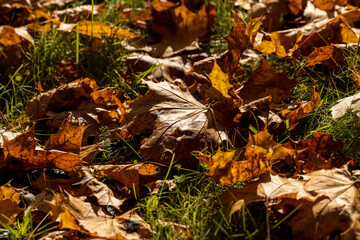 Colored maple tree foliage in autumn