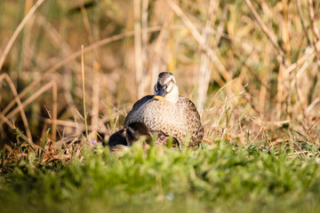 鏡餅のように丸くなって休むカルガモ
