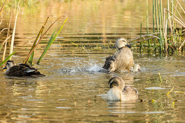 初冬の池で水浴びをするカルガモ