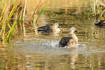 初冬の池で水浴びをするカルガモ