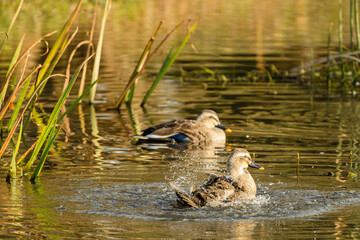 初冬の池で水浴びをするカルガモ