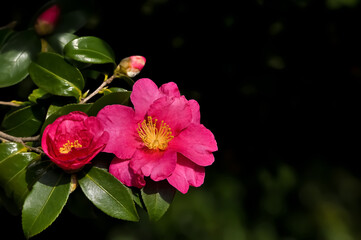 サザンカの花